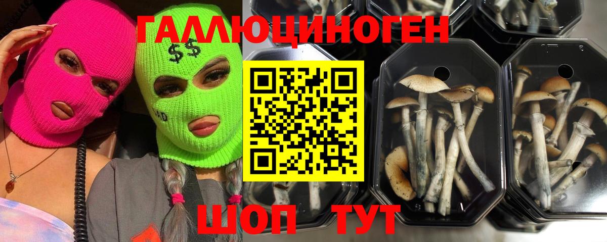 Псилоцибиновые грибы мухоморы  Псилоцибиновые грибы GOLDEN TEACHER  Кизляр 